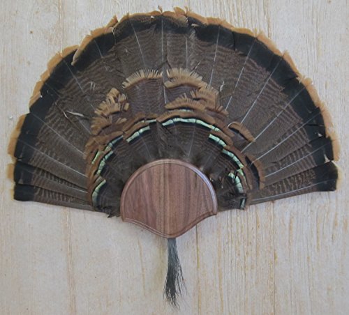 Taxidermists Woodshop The Black Walnut Turkey Mounting Kit -01 - Thumbnail 2