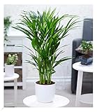 BALDUR Garten Areca Palme ca. 60-70 cm hoch, 1 PflanzeLuftreinigende Zimmerpflanze, unterstützt das Raumklima, Zimmerpalme Goldfruchtpalme Grünpflanze, mehrjährig - frostfrei halten