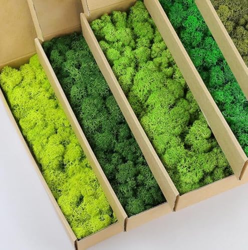 prefleur Paquete de mezcla de 5 colores, musgo de reno preservado, verde natural, kit de bricolaje, arte de jardinería, decoración de pared (1 libra) (verde-01 verde-02 verde-03 verde-04 verde-11)