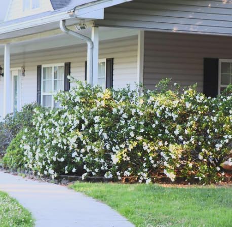 Gardenia ‘Frostproof’ Live Plants (3 Pack) – Cold Hardy Fragrant Evergreen Shrub – Large Double White Flowers – Easy Gardenia for Garden or Patio – 3 Inch Pots