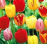 10 Mixed Colors Tulip Bulbs - Freshly Imported from Holland