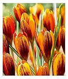 winterhart; Lebensdauer: mehrjährig