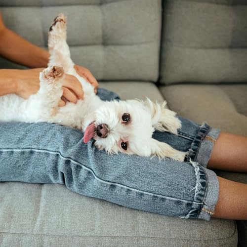 『Pourquoi masser son chien peut r&eacute;ellement faire la diff&eacute;rence ?』のカバーアート