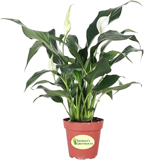 Thorsen's Greenhouse Live Peace Lily Plant