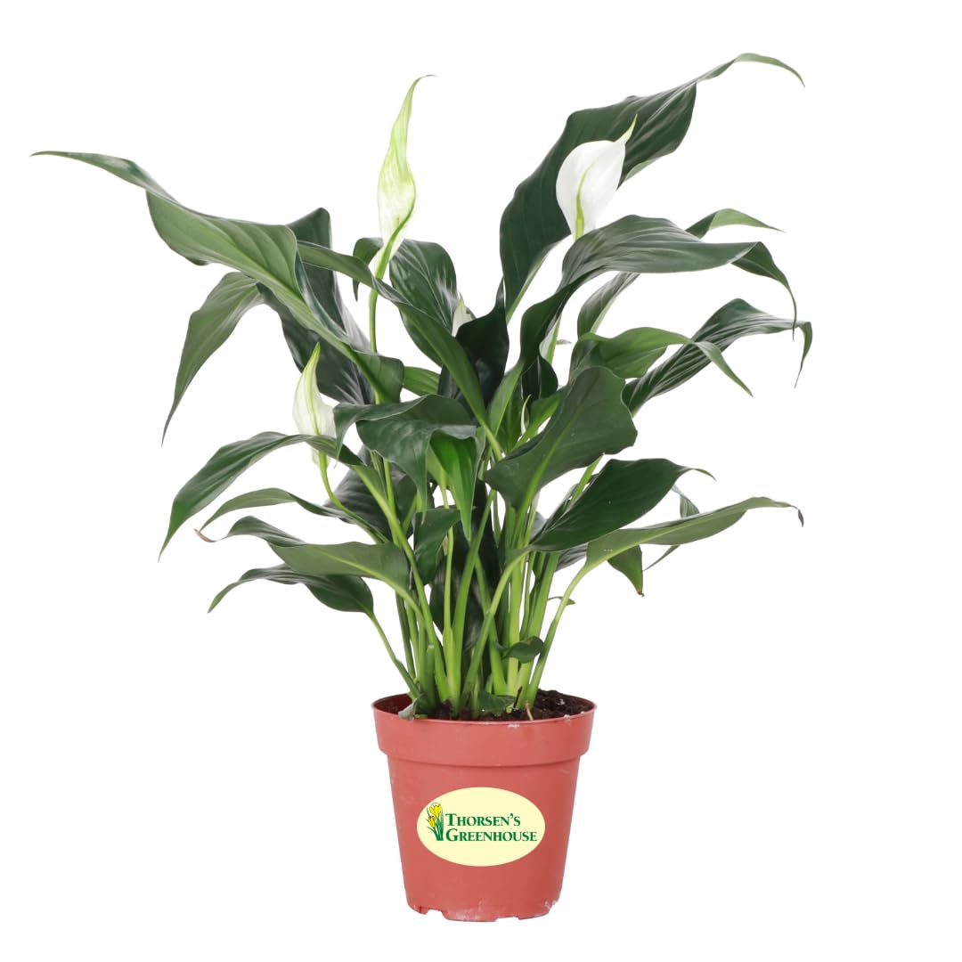 Thorsen's Greenhouse Live Peace Lily Plant