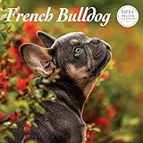 Französische Bulldogge 2026 Deluxe Kalender