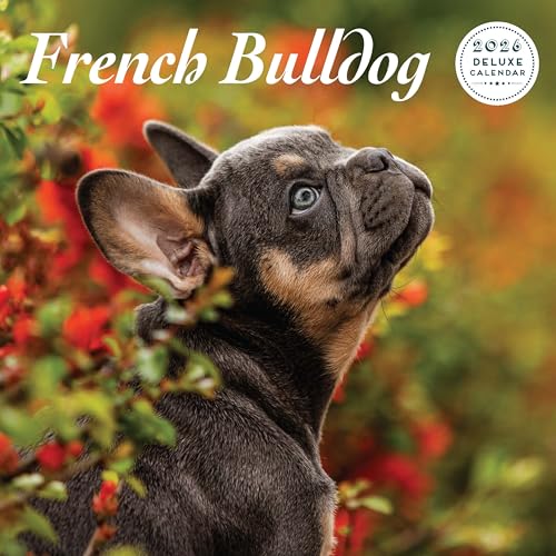 Französische Bulldogge 2026 Deluxe Kalender