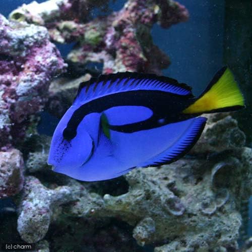 海水魚 バリ産 ナンヨウハギ ｍｌサイズ １匹 北海道 九州航空便要保温 Cafe