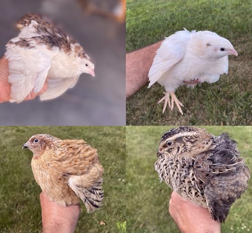 20 Large Fertile Hatching Mixed Jumbo Pharoah Coturnix Jumbo Italian White Quail Hatching Eggs by Fox Peak Outdoor Supply LLC.