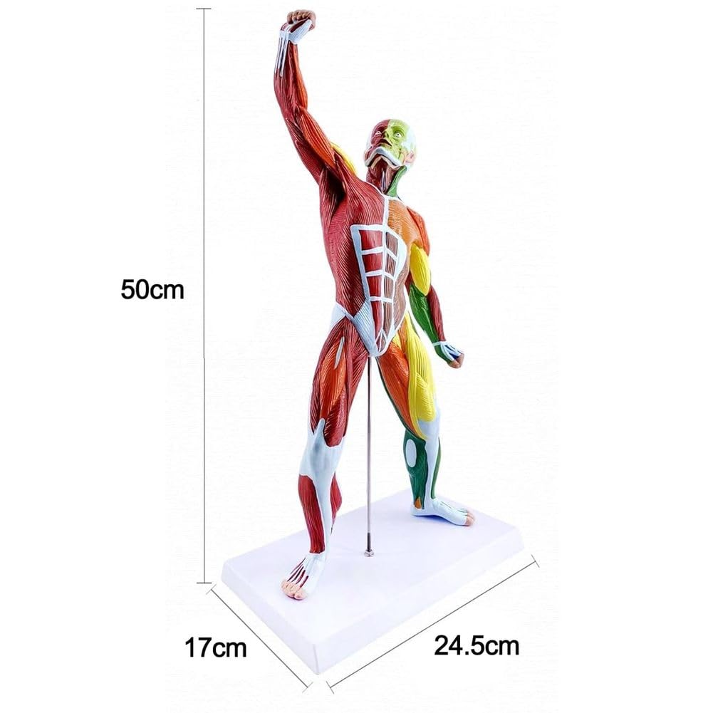 Model Anatomiczny Mięśniaka 50 Cm 80 Cm Kolorowy Miniaturowy Model Mięśni Model Anatomiczny Ciała Człowieka Z Wyjmowanym Organem Do Nauki Fizjologii Medycznej I Nauczania Mię,50 cm