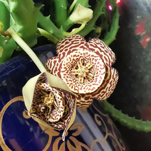 comprar semillas de stapelia, Macizo de semillas, decoración otoñal Orbea Pulchella, plantas de jardín de rocas resistentes Plantas resistentes para jardín, flores de jardín, 80pcs