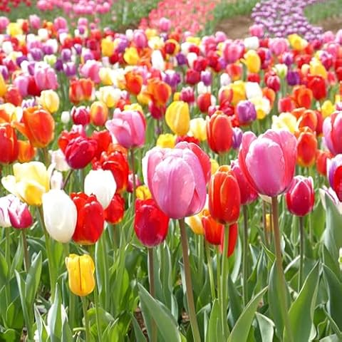 Tulip Bulbs - Landscaper Mix - 100 Bulbs, Mixed, Container Garden, Cut Flower Garden, Deer Resistant, Easy to Grow Maintain, Fragrant Cover
