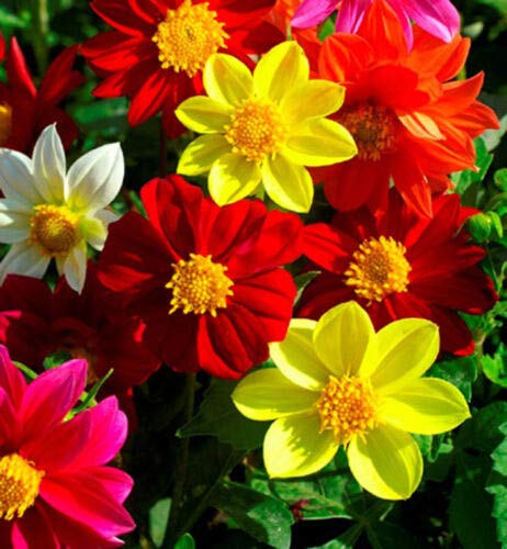 DAHLIA VARIABILIS DWARF SINGLE MIGNON - 130 SEEDS - Compact regular ball-shaped