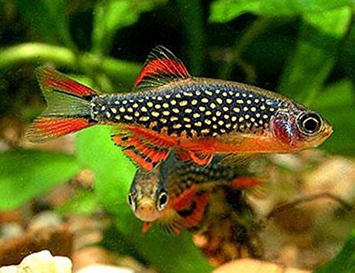 Live Galaxy Rasboras Freshwater Aquarium Fish Live Tropical Fish