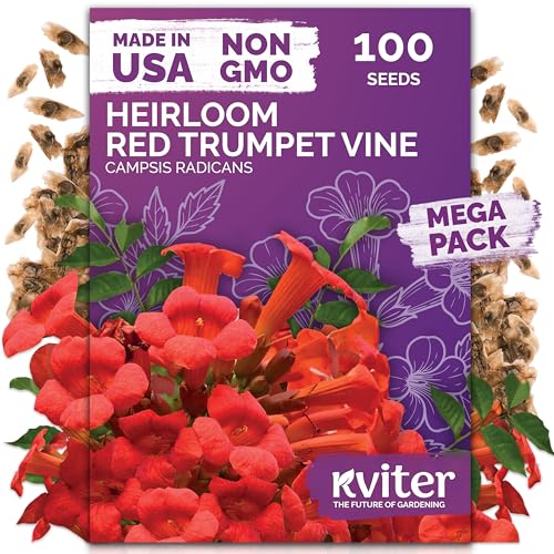 KVITER 100 Red Trumpet Vine Seeds for Planting (Campsis Radicans) – Trumpet Creeper & Heirloom...