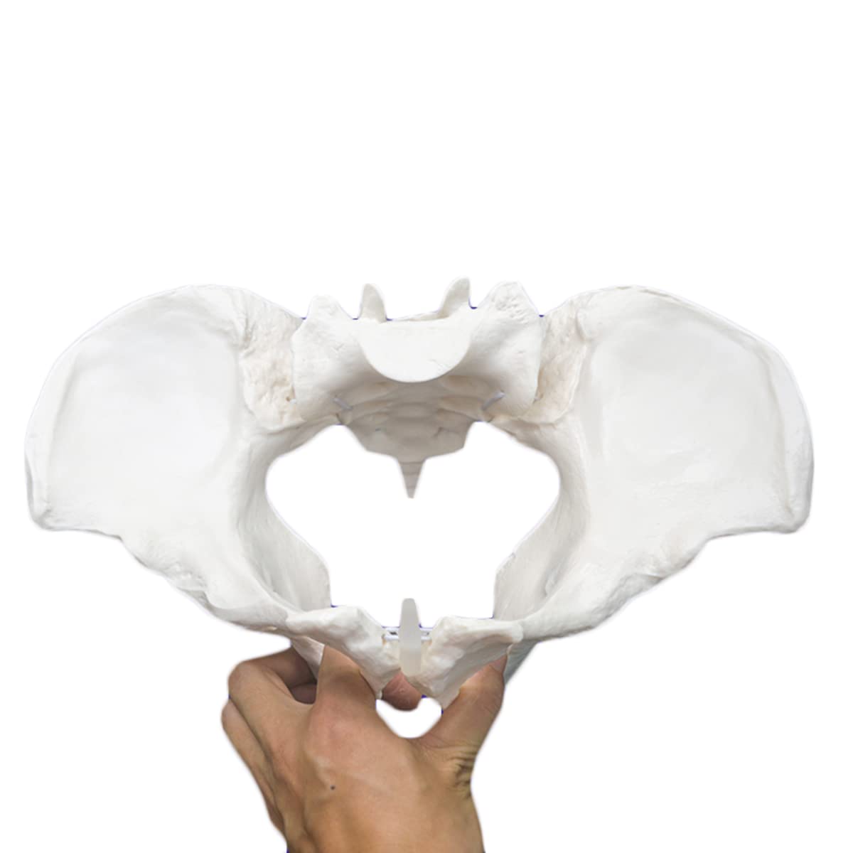 Sjdopulse Women's Life Size Educational Pelvic Skeleton Anatomical Model Childbirth Simulator Mini Pelvis Model For Study Teaching Display Medical Model (Life Size)