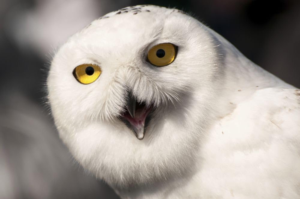 Amazon.com: Close up portrait of a snowy owl Bubo scandiacus