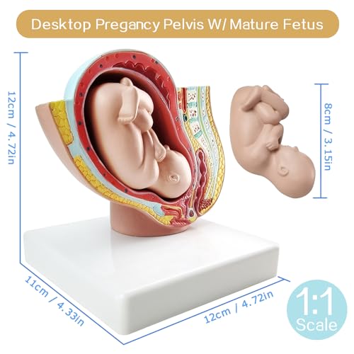 Image of NEW HORIZON Medical Anatomical Pregnant Human Female Pelvis with Pregnancy 9 Months Baby Fetus Mode 1 /2 Life Size with Removable Organs, 2-Parts, Hand Painted