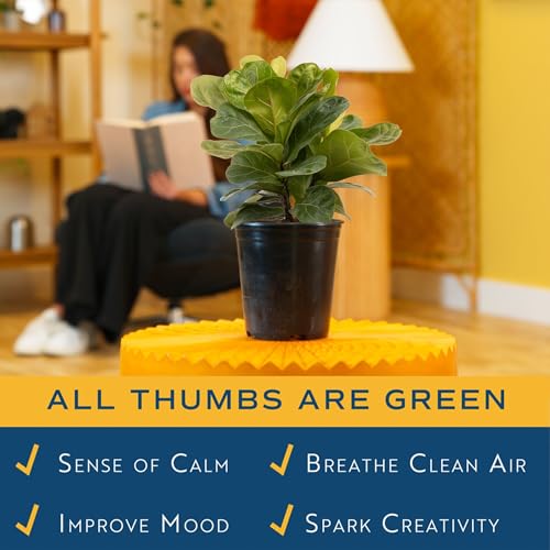 Image of Costa Farms Little Fiddle Leaf Fig, Live Indoor Ficus Lyrata Plant in Nursery Plant Pot, Houseplant in Potting Soil, Housewarming, Birthday Gift, Office, Home, and Room Decor, 1 Foot Tall