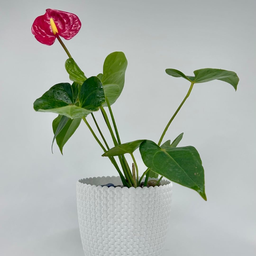 Amulya FARMS & NURSERY Air Purifying ANTHURIUM RED in SELF DESIGN KNITTED POT | Indoor Live Plants for Living Room, Office, Table, Kitchen & Desk Decor (Pot Colour May Vary Depending on Availability)