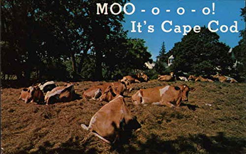 MOO-o-o-o! It's Cape Cod Cape Cod, Massachusetts MA Original Vintage Postcard