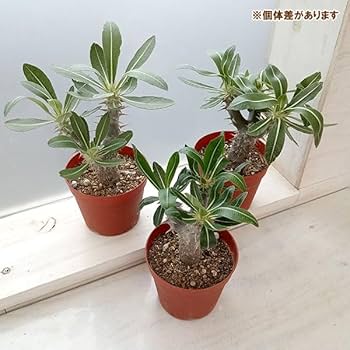 Amazon｜パキポディウム：デンシフローラム（国内実生株） 3.5号