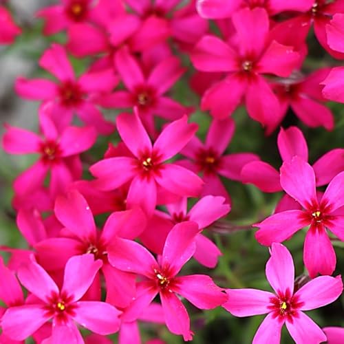 シバザクラ（芝桜）【スカーレットフレーム（赤）20Potセット】 花苗 グランドカバーのサムネイル