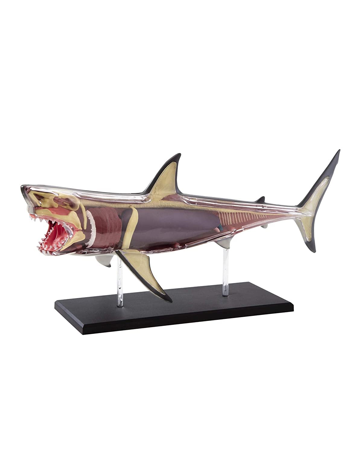 Mindblown - Anatomy 4D Shark