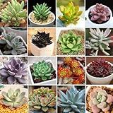 FD2226 Purple Succulents Seeds Mini Potted Flower Organic Seeds ~1 Bag 50 Seeds~
