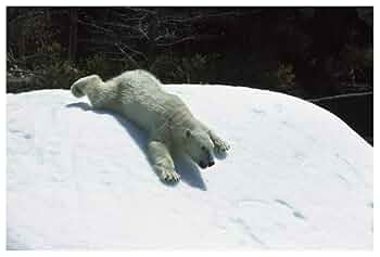 Amazon.com: Global Gallery Polar Bear Sliding Down Snow Bank