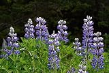 John Delapp / Design Pics – Close Up Of Lupine Wildflowers In Bloom Sc Ak Summer Photo Print (48,26 x 30,48 cm)