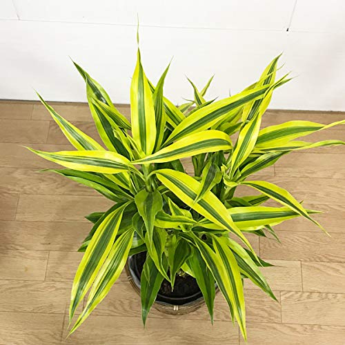 Amazon.co.jp: ミリオンバンブー 鉢カバー付 観葉植物 インテリア 中型