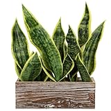 Fake Snake Plant in Rustic Wooden Planter 15.7 Inch Tall Artificial Sansevieria Trifasciata Plants Faux Potted Tropical Plant for Farmhouse Housewarming Home Office Modern Indoor Outdoor Decor