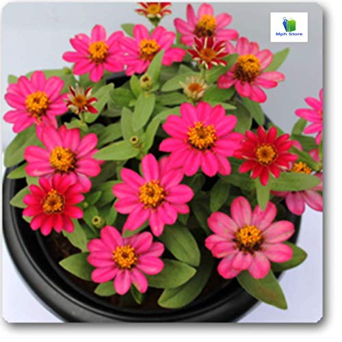 MphmiNurseryplant Zinnia (Pink) - Plant