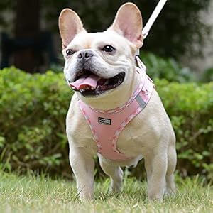 Soft-Mesh-Dog-Harness-and-Leash-Set-No-Chock-Step-in-Reflective-Breathable-Lightweight-Easy-Walk-Escape-Proof-Vest-Harnesses-with-Safety-Buckle-for-Small-Medium-Dogs-Cats-Pink-S - Cucciolini Doodles Soft-Mesh-Dog-Harness-and-Leash-Set-No-Chock-Step-in-Reflective-Breathable-Lightweight-Easy-Walk-Escape-Proof-Vest-Harnesses-with-Safety-Buckle-for-Small-Medium-Dogs-Cats-Pink-S