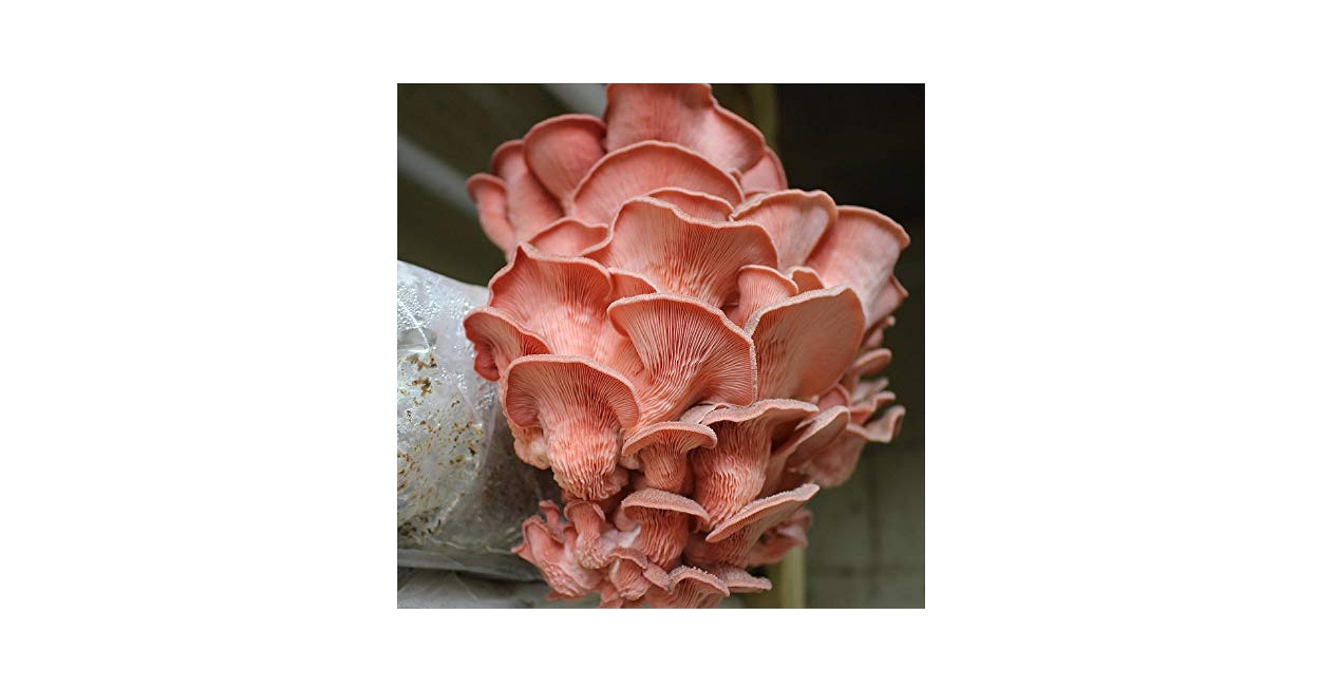 FUNGI OF SWITZERLAND 6冊セット FUNGI OF SWITZERLAND 6冊セット Fungi of Switzerland - Mykologia