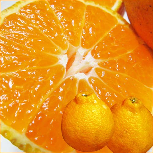 みかん 20kg」の人気商品一覧 | 安い商品を通販サイトから探す - 価格.com