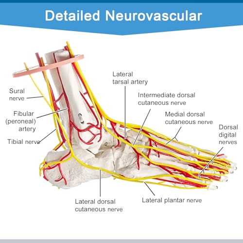 Image of Foot Vascular Arterial Model, Foot Model, Human Size Foot Skeletal Model with Arteries - Detailed Anatomical Structure for Medical Research and Patient Education