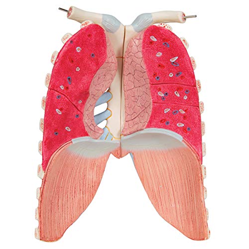 3B Scientific B11 Plastic 16 Part Classic Unisex Human Torso Model, 9.8" Length x 15" Width x 34.3" Height - Image 15