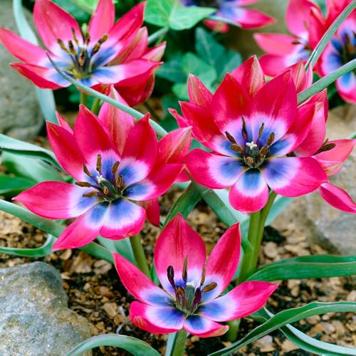 8 Tulip Little Beauty Bulbs - Thrives in UK Climates - Fragrant Perennial with Ruby-Like Blooms - RHS Award Winner