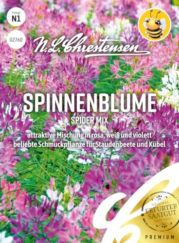 Spinnenblume Spider Mix