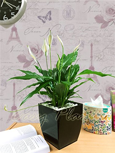 1 planta de mesa Evergreen Spathiphyllum Peace Lily @ maceta cuadrada negra brillante