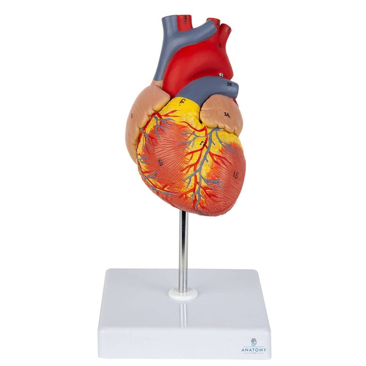 GLAB Heart Model(Life-Size) - Extremely Premium And Precise, Anatomical Accuracy, Numbered To Show Detailed Anatomical Features, Showing Anatomical Structures, With Detailed Study Guide