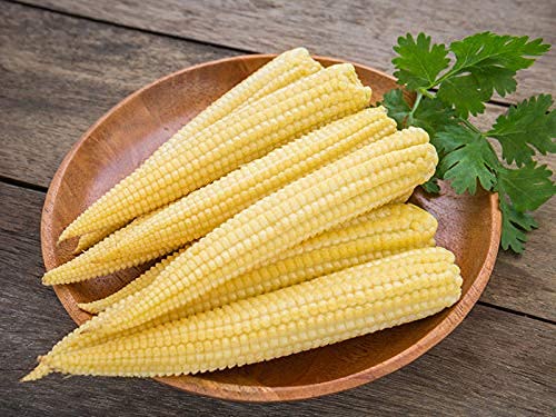 Kenware VEGETABLE SEED (Baby Corn)