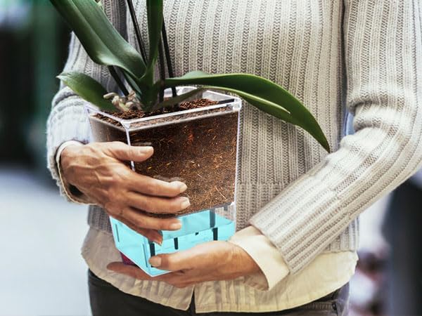 サンスベリア 5号 オリジナル陶器ポットセット 【SHEL'TTER GREENのおしゃれな植木鉢でお届け】の通販 | GreenSnap  STORE(グリーンスナップ ストア) 観葉植物や多肉植物、花苗の通販 SUNCN 屋内植物用セルフ散水ポット 3個パック クリアプランターポット ディープリザーバー付き クモ植物、蘭、アフリカンバイオレ