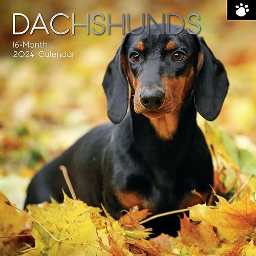 Wall Calendar 2024 - Dachshunds, 30 x 30 CM Monthly View, 16-Month ...