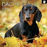  Calendario Da Parete 2024 - Bassotti - Dachshunds - Calendario In Inglese Comprende 180 Adesivi
