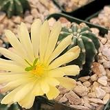 Echinocereus subinermis Cacti Cactus Succulent Real Live Plant