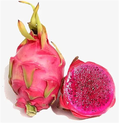Garden Plant Seeds Fruit Tree Seeds 100+ Red Pitaya Seeds Pcs Dragon Fruit Red Meat Megalanthus Pitaya Pitahaya Hyloce Fruit Seeds