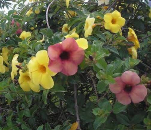 Allamanda Plant Healthy Stem cuttings Yellow and maroon colour Each - 2 Nos (B0B59KD5S3) Amazon Price History, Amazon Price Tracker